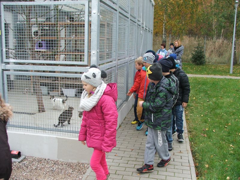 Uczniowie Szkoły Podstawowej w Konikowie pomagają  bezdomnym zwierzętom