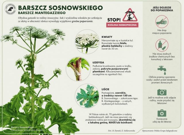 barszcz Sosnowskiego