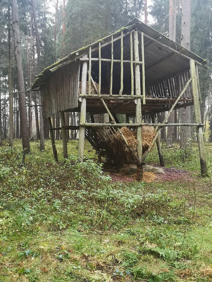 Uczniowie pomagaja leśnym zwirzętom
